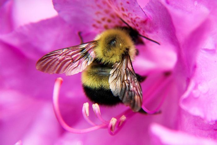 A Bumble Bee On A Pink Rhododendron Flower