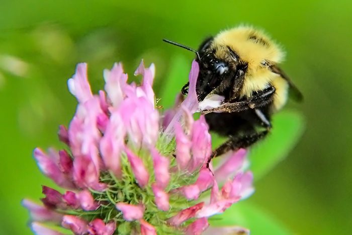 A Bumble Bee Feeding From A Purple Clover Flower
