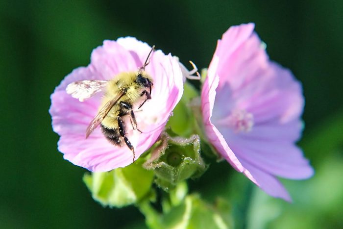 A Bumble Bee Landing On A Pink Malva Flower