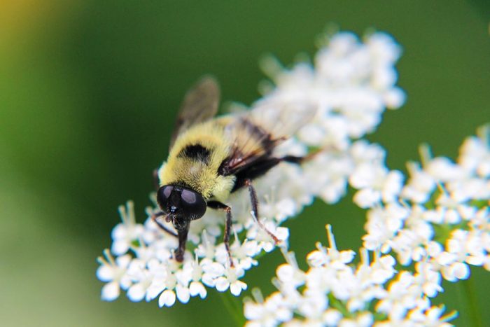 A Bumble Bee Feeding From A White Wild Celery Flower