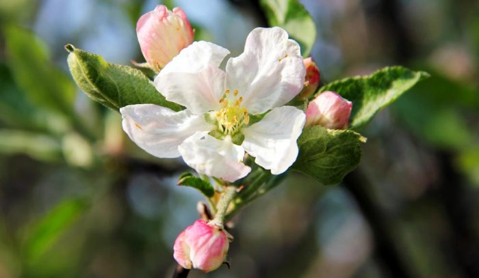 An Apple Blossom On A Spring Day In New England