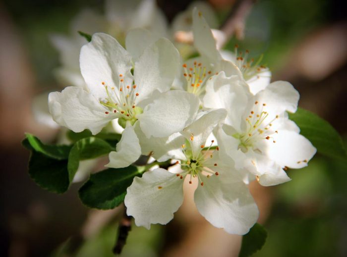 A Bunch Of White Apple Blooms