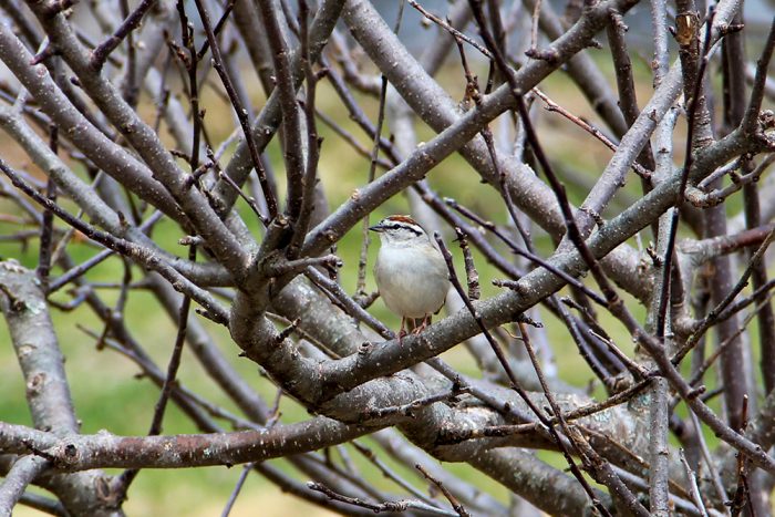 A Chipping Sparrow Perched In An Apple Tree