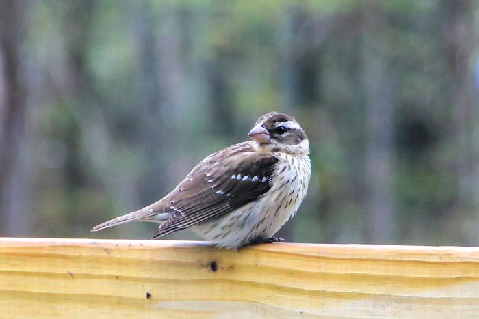 A Female Rose Breasted Grosbeak Perched On A Fence
