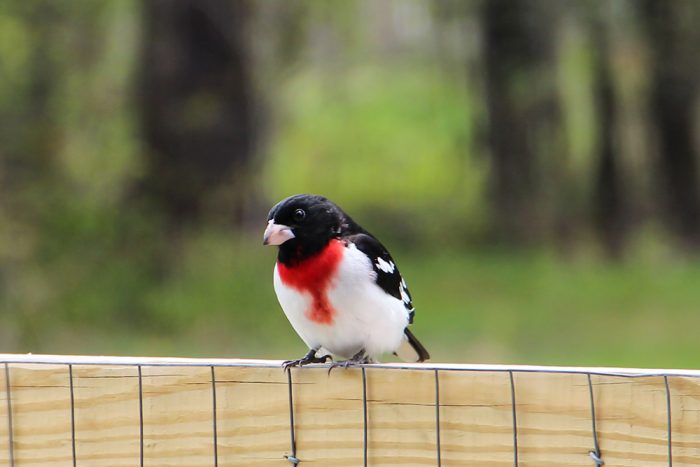A Male Rose Breasted Grosbeak During The Summer