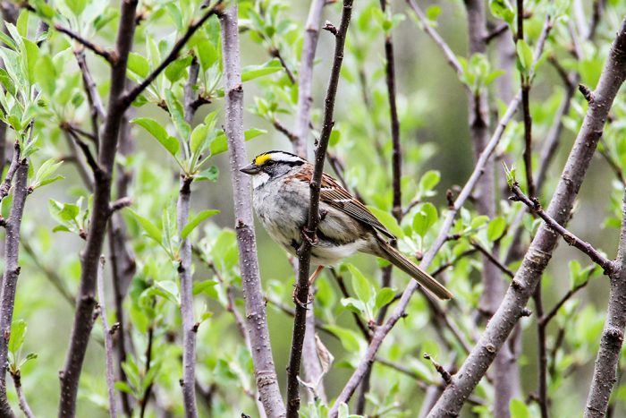A White Throated Sparrow Perched In An Apple Tree