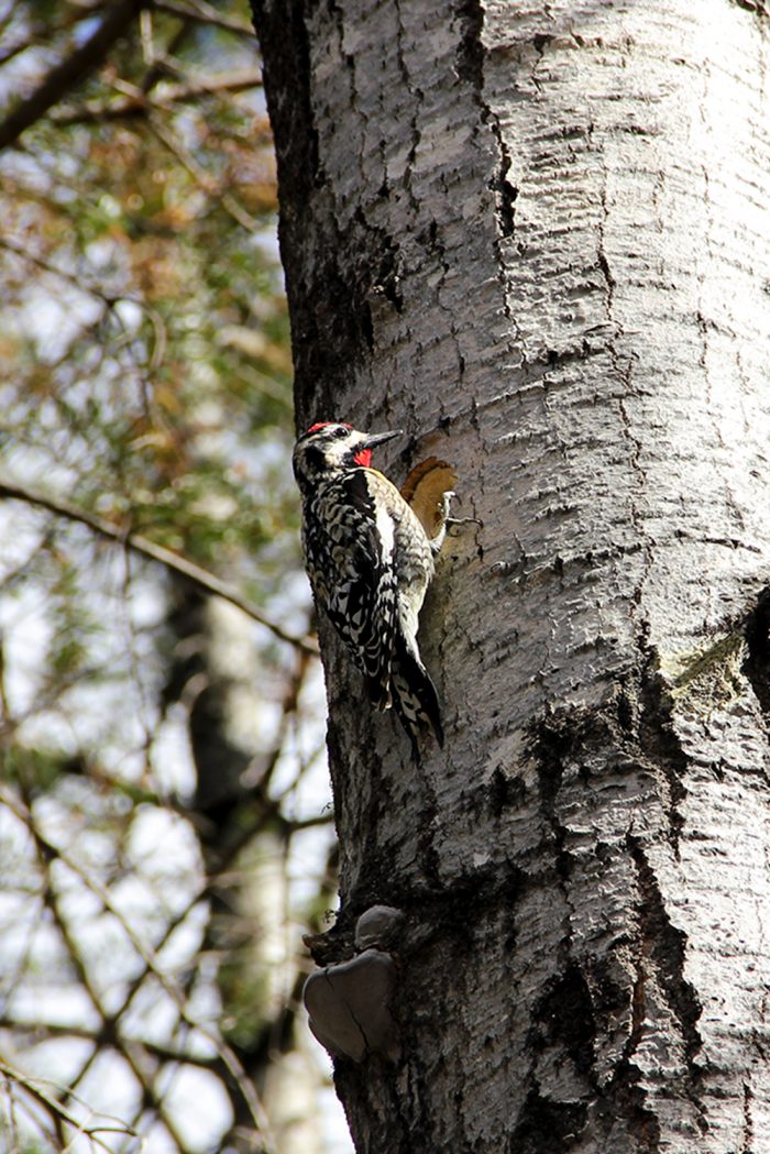 A Male Yellow Bellied Sapsucker In Maine