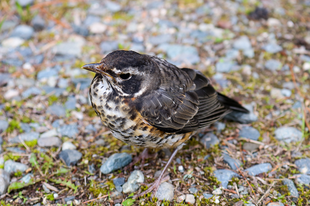 A Young American Robin In Maine