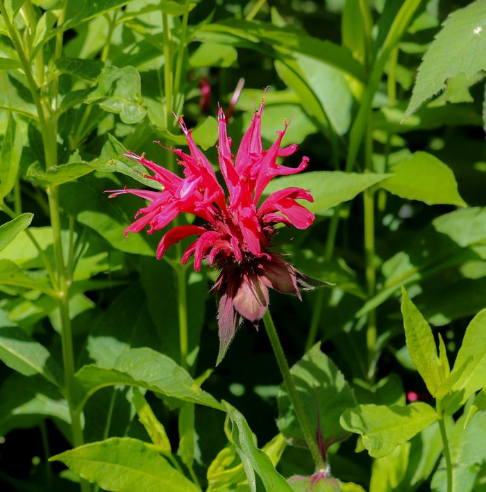 Bee Balm Growing In New England During The Summer