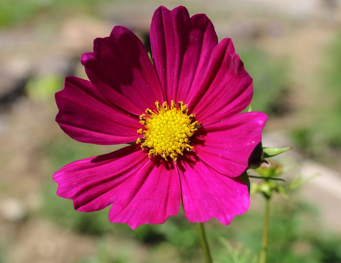 Dark Pink Cosmos Flower Growing Western Maine