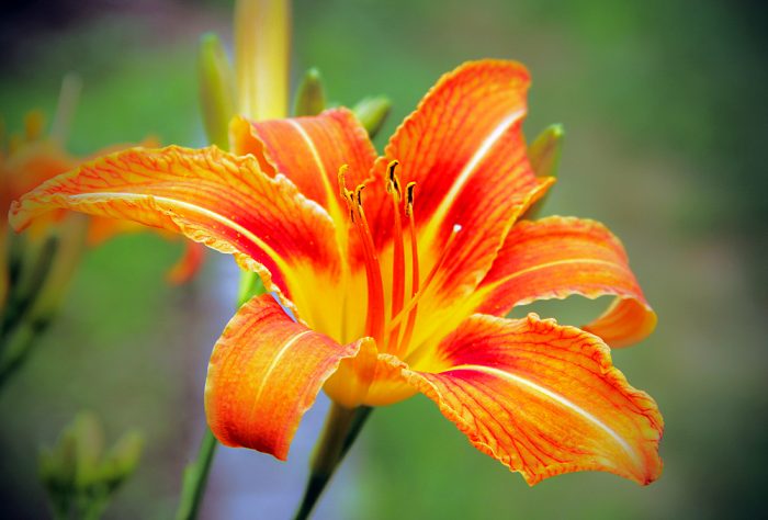 A Orange Lily A Herbaceous European Lily Growing In Maine