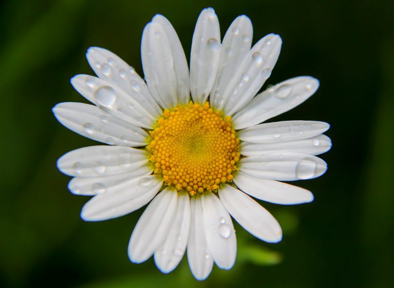 Summer New England Flowers