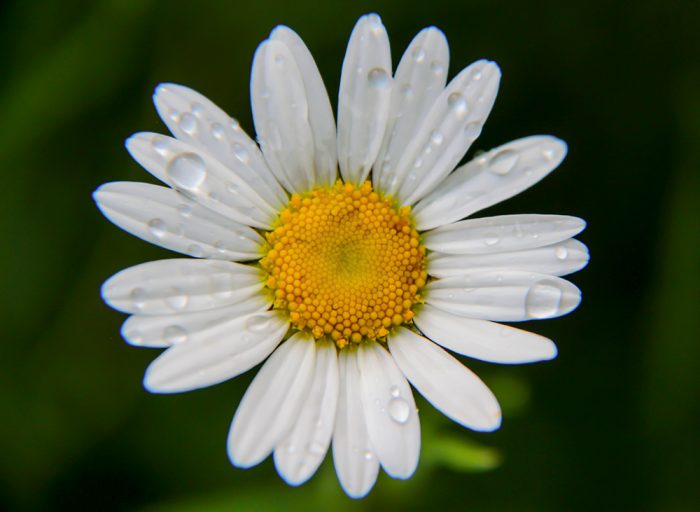 White Daisy After A Rain Shower In Maine During The Summer