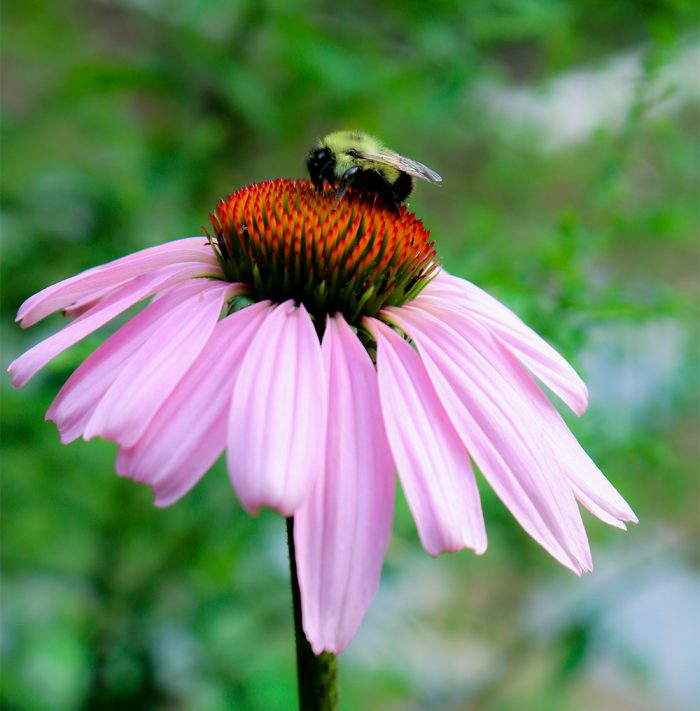 A Bumblebee On A Coneflower In Maine During The Summer