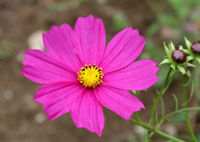 A Dark Pink Petaled Wild Cosmos Flower