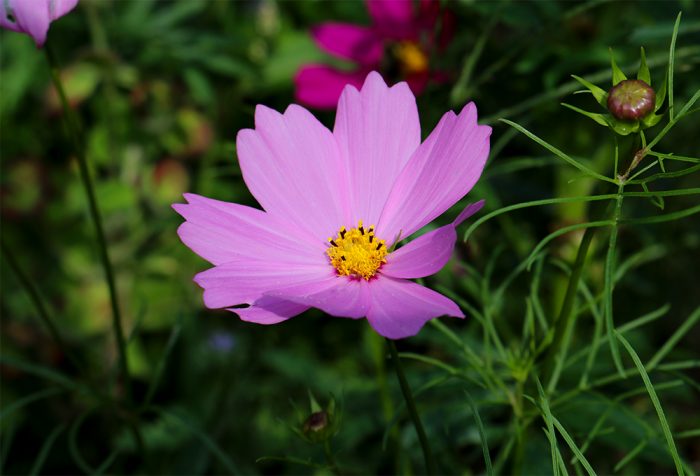 A Garden Pink Cosmos Flower With Light Pink Petals