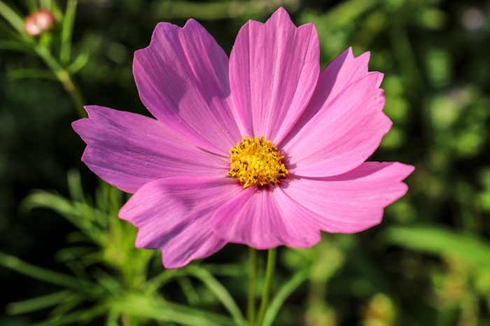 A Light Pink Wild Cosmos Flower Cosmos Bipinnatus FeedABee.com Growing In The Garden