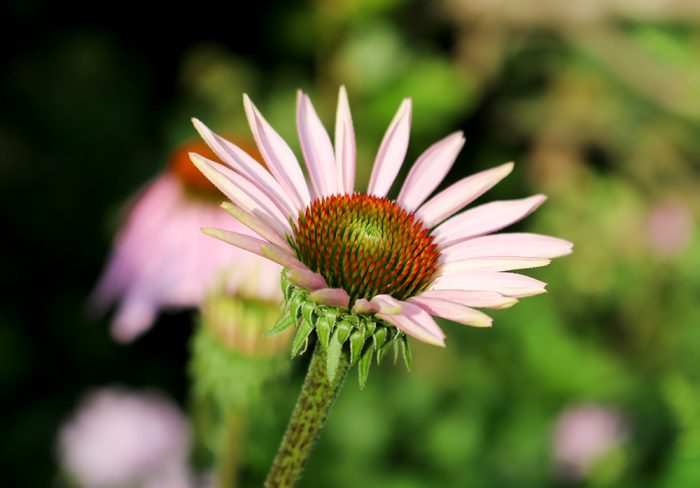 A Young Purple Coneflower Growing In The Garden In Maine