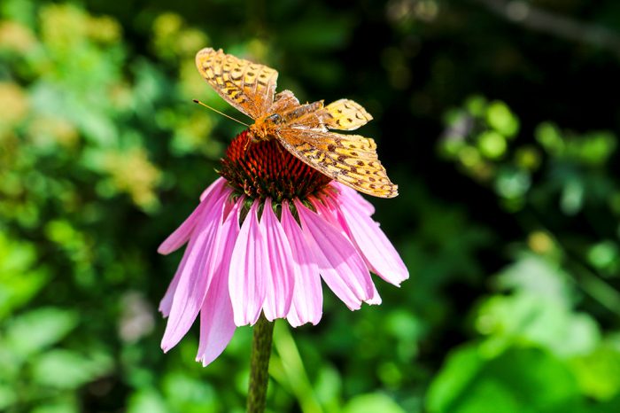 An American Lady Butterfly Drinking From A Purple Coneflower During The Summer