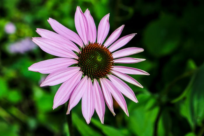 A Bright Purple Eastern Coneflower Echinacea In New England