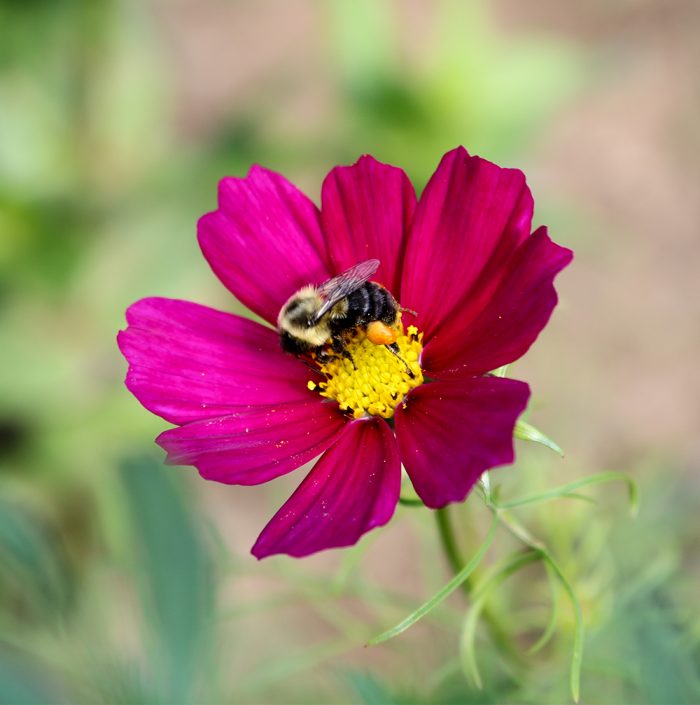 A Bumblebee Visiting A Dark Pink Flower In The Garden
