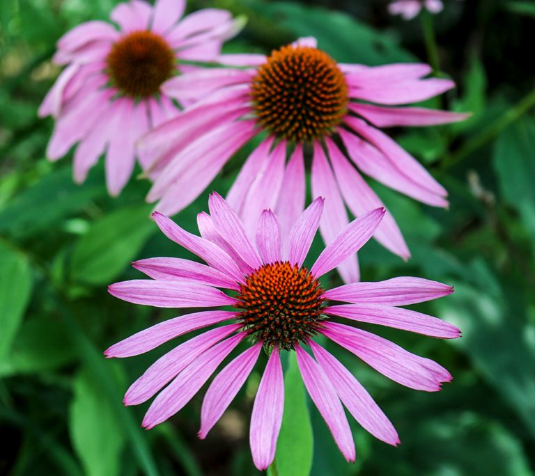 Blooming Eastern Purple Coneflowers