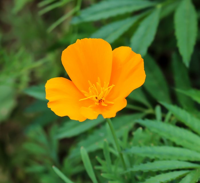 Ferry Morse Wildflower Perennial Mix A Yellow Or Orange Petaled California Poppy Wildflower Growing In Maine