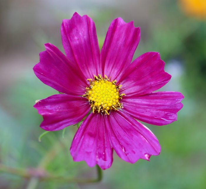 A Dark Pink Wild Cosmos With Wet Petals After The Rain During The Summer