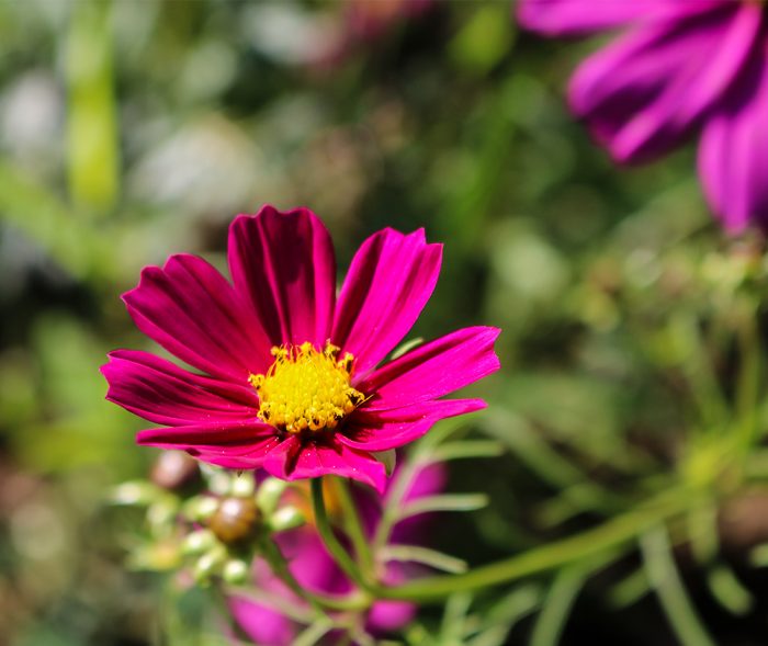A Dark Pink Wild Cosmos Flower <em>Cosmos bipinnatus</em>, Growing In The Flower Garden