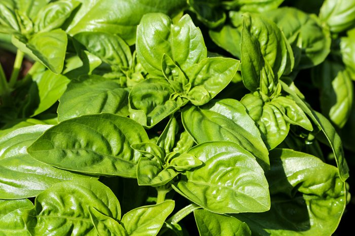 Sweet Basil Ocimum Basilicum Is An Annual Popular And Widely Used Culinary Herb