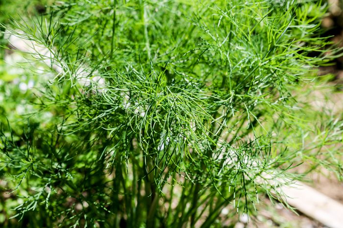 Burpee Mammoth Dill Anethum Graveolens Growing In The Garden