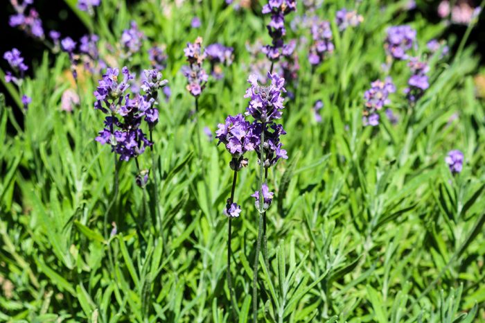 Outsidepride Lavender Munstead Is A Perennial Herb Growing In The Garden In Maine