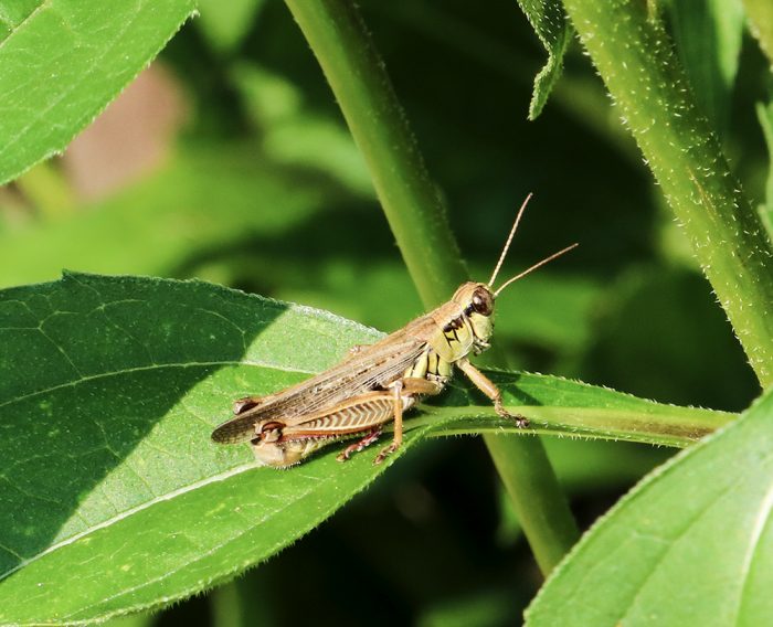 A Grasshopper Sitting On A The Leaf Of A Purple Coneflower In August