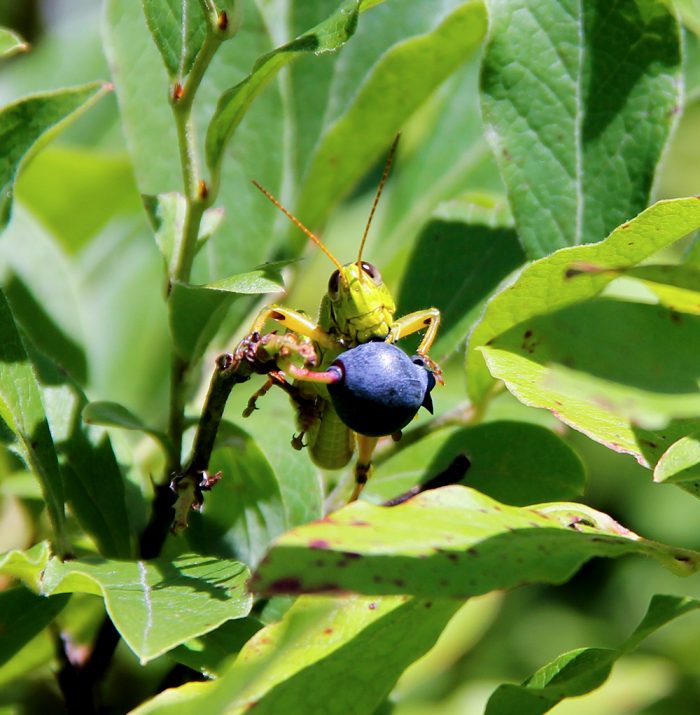 A Grasshopper Eating A Blueberry In The Backyard During The Summer