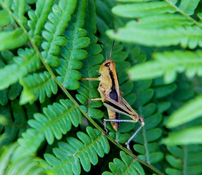 A Grasshopper Sitting On A Fern In The Woods