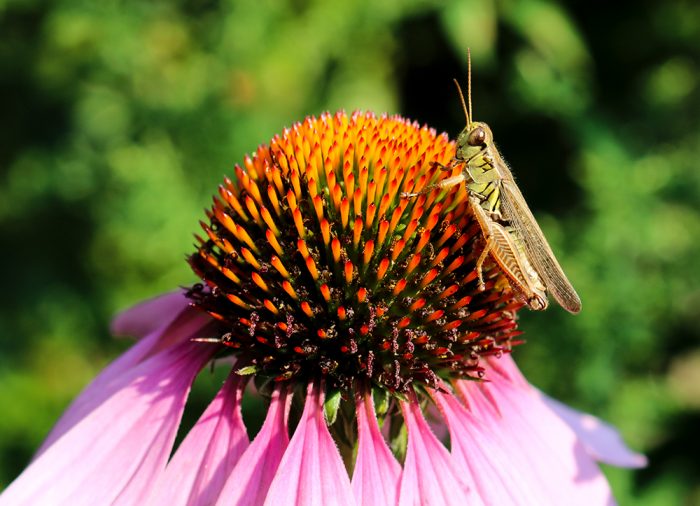 A Grasshopper Holding On To The Head Of A Purple Coneflower
