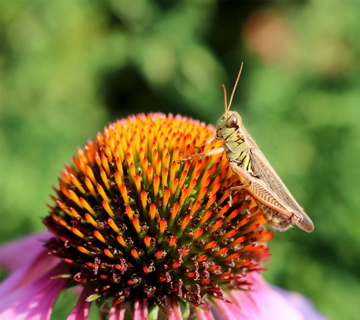 A Green Grasshopper Holding On To A New England Purple Coneflower