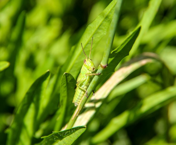 A Grasshopper Holding On To A Stalk Of Grass In The Yard