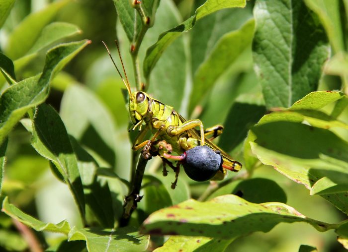 A Grasshopper Sitting In A Blueberry Bush During August