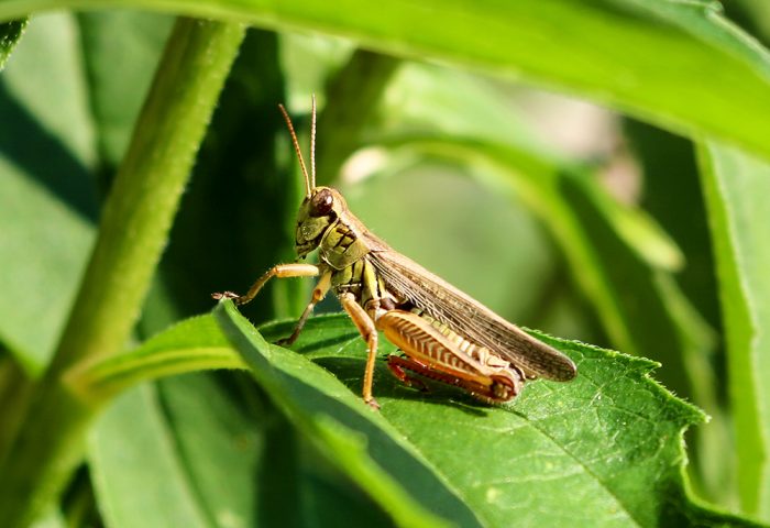 A Grasshopper Sitting On A The Leaf Of A Coneflower Plant In New England