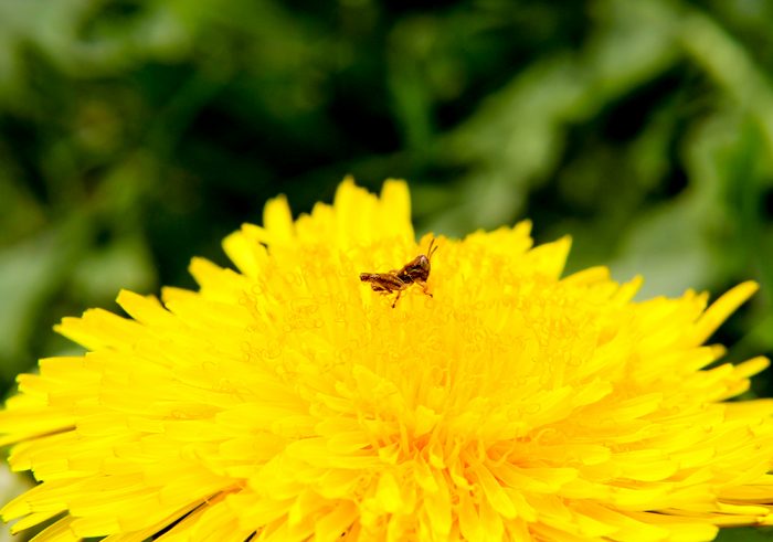A Grasshopper Sitting On Top Of A Dandelion In The Yard