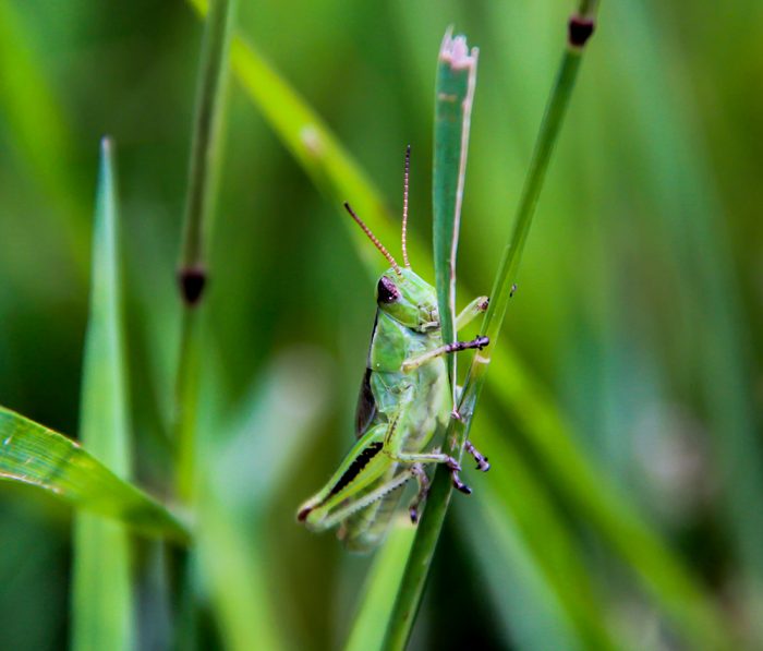 A Grasshopper Sitting In A Field Of Tall Grass