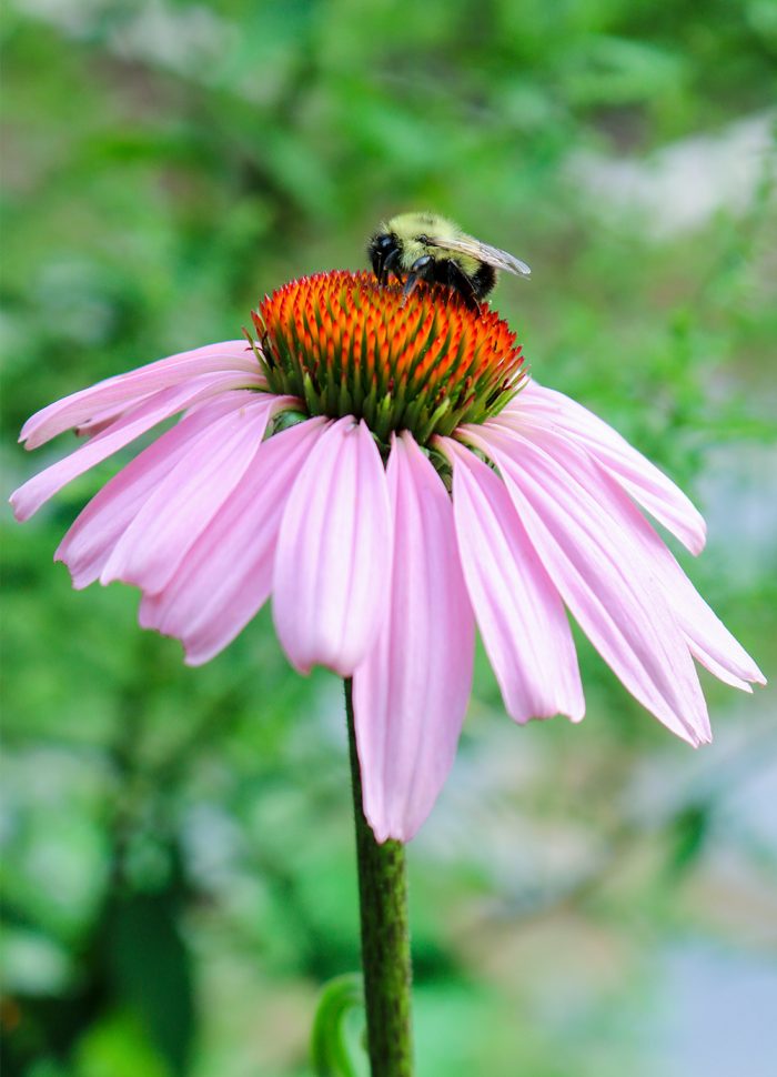 A Visit To An Eastern Purple Coneflower From A Bumblebee In The Garden During The Summer