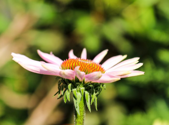 A Side View Of A Purple Coneflower Growing During The Summer In Maine