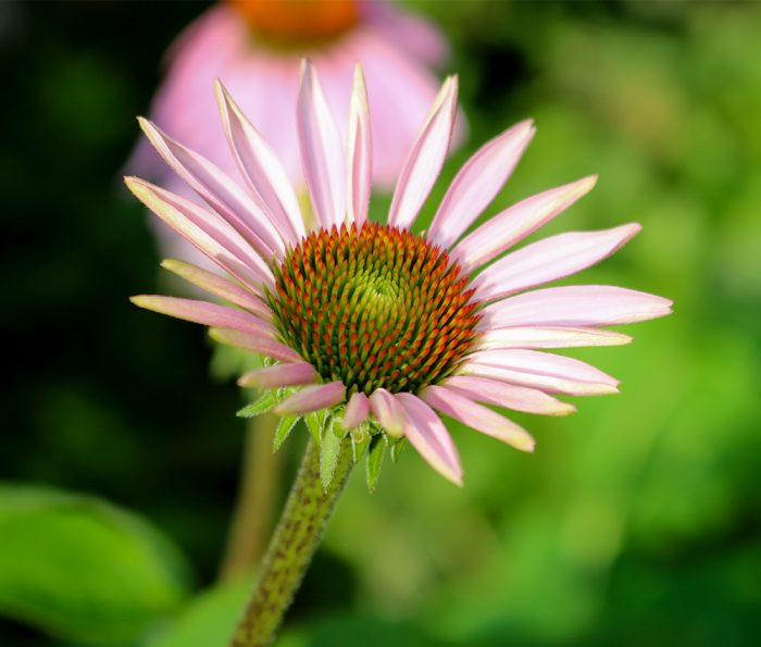 A Young Coneflower In The Summer Garden In New England