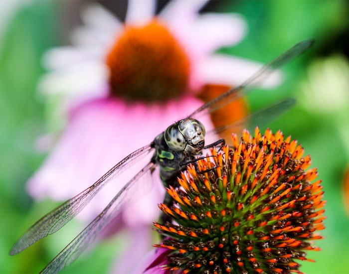 A Close Up Of A Dragonfly In Maine