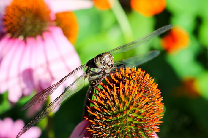 A Close Up Of A Dragonfly On A Sunny Day In Maine