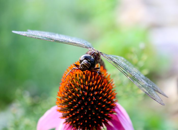 A Dragonfly Cleaning Its Face While Sitting On The Top Of A Purple Coneflower