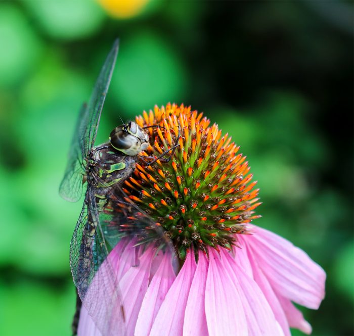 A Dragonfly Climbing Up Onto A Coneflower