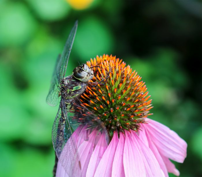 A Side View Of A Dragonfly Holding Onto A Coneflower In Maine
